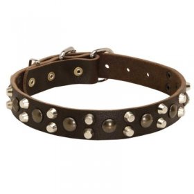 Leather Samoyed Collar With Studs and Pyramids