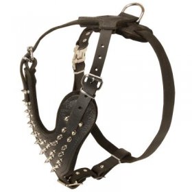 Spiked Leather Samoyed Harness for Fashionable Walking