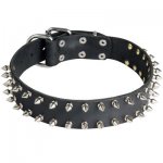 Leather Samoyed Collar with 2 Rows of Nickel Spikes