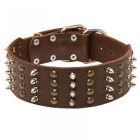 Extra Wide Leather Spiked and Studded Samoyed Collar
