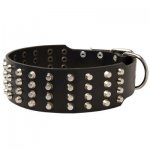 Extra Wide 4 Rows Studded Leather Samoyed Collar