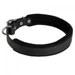 Padded Leather Samoyed Collar 25 mm for Dog Training