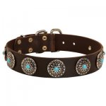 Leather Samoyed Collar with Blue Stones for Stylish Walking