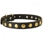 Leather Samoyed Collar with Brass Circles for Fashionable Walking