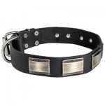 Leather Samoyed Collar Massive Nickel Plates