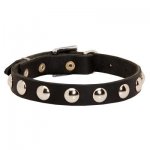 Beautiful Leather Samoyed Collar Decorated with Half-Ball Studs