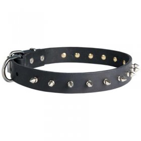 Samoyed Leather Collar Spiked 30 mm