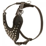 Adjustable Leather Samoyed Harness Studded for Fashion Walking