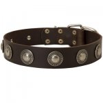 Leather Samoyed Collar Decorated with Silver Conchos