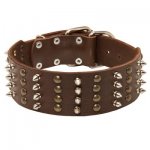 Extra Wide Leather Spiked and Studded Samoyed Collar