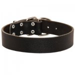 Wide Leather Samoyed Collar for Training and Walking