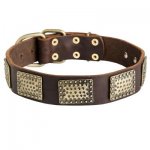 Leather Samoyed Collar with Massive Brass Plates