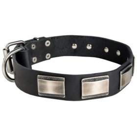 Leather Samoyed Collar Massive Nickel Plates