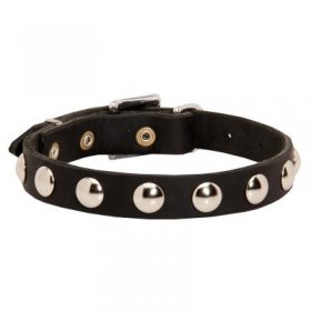 Beautiful Leather Samoyed Collar Decorated with Half-Ball Studs