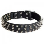 Leather Samoyed Collar with 3 Rows of Nickel Spikes