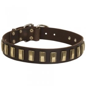 Leather Samoyed Collar with Awesome Brass Plates