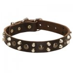 Leather Samoyed Collar With Studs and Pyramids