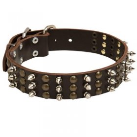 Samoyed Spikes and Studs Rows Leather Dog Collar