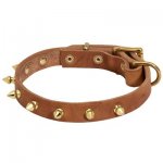 Walking Designer Leather Samoyed Collar with Brass Spikes