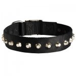 Exclusive Nylon Samoyed Collar with Awesome Nickel Cones