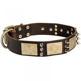 Designer War-Style Leather Samoyed Collar with Spikes and Plates