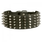 Samoyed Leather Collar Spiked and Studded