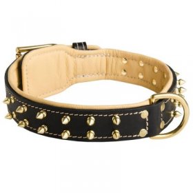 Royal Leather Samoyed Collar Spiked Padded with Nappa Leather