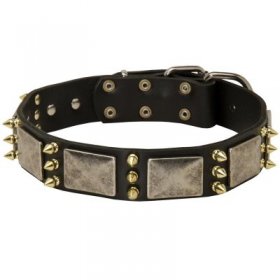 Samoyed Spiked Leather Collar with Nickel Plates