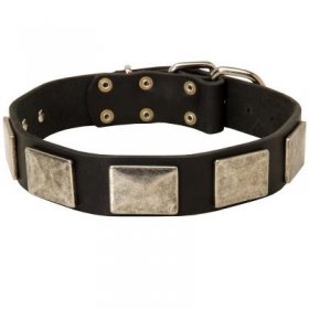 Leather Samoyed Collar with Large Nickel Plates