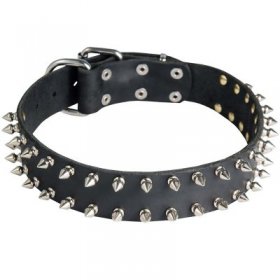 Leather Samoyed Collar with 2 Rows of Nickel Spikes