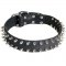Leather Samoyed Collar with 2 Rows of Nickel Spikes