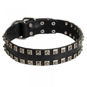 New Leather Samoyed Collar - Fashion Exclusive Design - "Caterpillar"