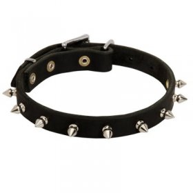 Samoyed Leather Collar Spiked 3/4 Inch