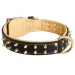 Royal Leather Samoyed Collar Spiked Padded with Nappa Leather