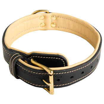 Samoyed Collar Padded Adjustable for Dog Walking, Training