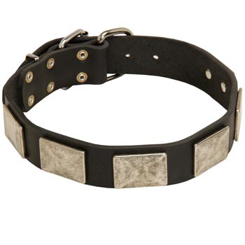 Walking Leather Samoyed Collar