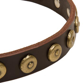 Samoyed Collar with Stylish Circles