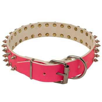 Designer Collar for Female Samoyed