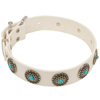 Leather Dog Collar White Exclusive for   Samoyed Walking