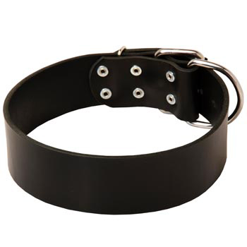 Leather Samoyed Collar for Control During Walking