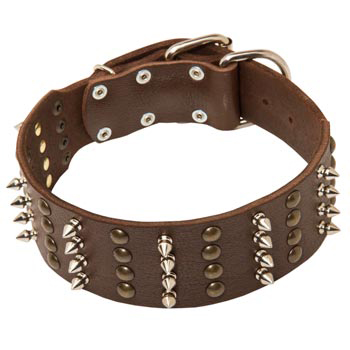 Leather Collar for Samoyed Walking in Style 