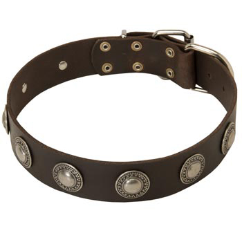 Training Leather   Samoyed Collar for Stylish Dogs