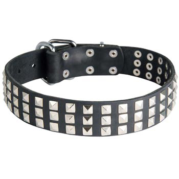 Studded Samoyed Collar