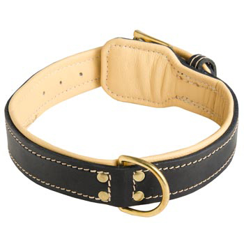 Leather Dog Collar Padded for Samoyed Off Leash Training