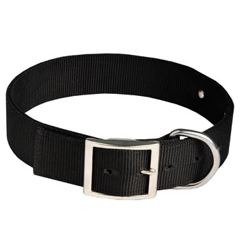 Samoyed Training Collar with ID Tag