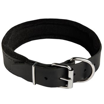 Padded Walking Gear for Samoyed Training