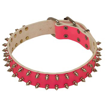 Spiked Pink Leather She-Dog Collar for Samoyed Walking