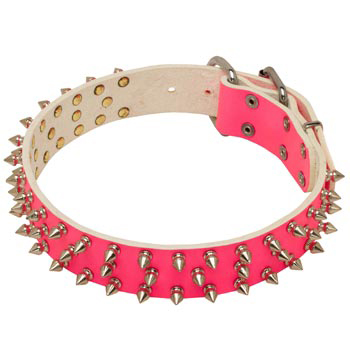 Pink Leather Collar for Samoyed She-Dogs