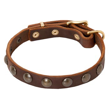 cute dog collars