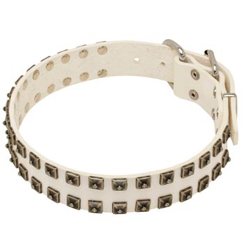 Studded White Leather Dog Collar for Samoyed
